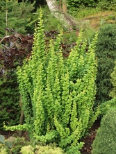  Berberys Thunberga 'Erecta' 